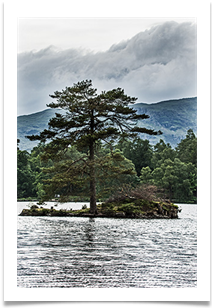 one pine island - Richard Nicholls